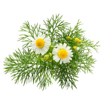 Chamomile